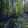 images/Wald/Wald_der_blauen_Blumen _5.jpg